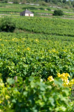 Fransa, Burgundy 'deki Puligny-Montrachet köyünün çevresindeki yeşil üzüm bağları. Grand Cru sınıfı üzüm bağlarında Chardonnay üzümlerinden yapılan kaliteli beyaz şarap.