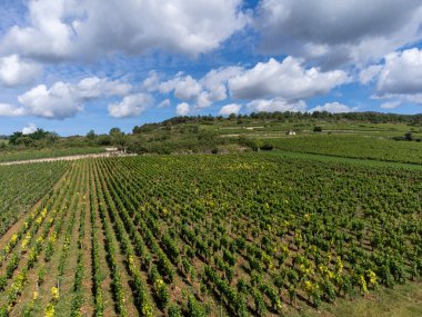 Fransa, Burgundy 'deki Puligny-Montrachet köyünün çevresindeki yeşil üzüm bağları. Chardonnay üzümlerinden yapılan kaliteli beyaz şarap Grand Cru sınıfı üzüm bağlarında, hava manzaralı.