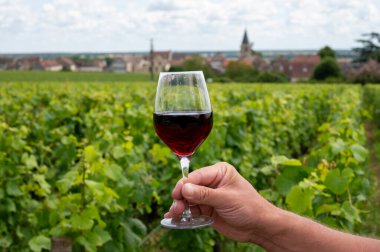 Cote de nuits 'de haç ve taş duvarları olan Grand Cru üzüm bağlarında kırmızı Pinot şarabı içmek, Burgundy bölgesinde ünlü kırmızı ve beyaz Burgundy şarabı yapmak, Vosne-Romanee köyü, Fransa