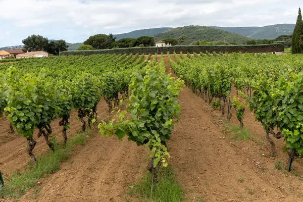 stock image Rows of wine grapes plants on vineyards in south of France near Saint-Tropez and Gassin, rose wine making, cru class