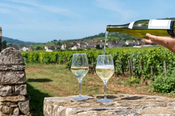 stock image Tasting of high quality white dry rare wine made from Chardonnay grapes on grand cru classe vineyards near Puligny-Montrachet village, Burgundy, France