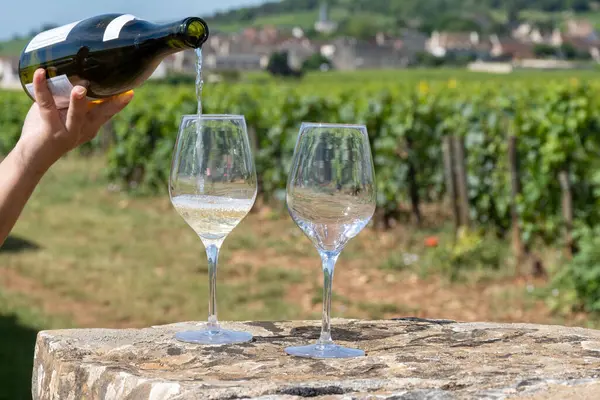 stock image Tasting of high quality white dry rare wine made from Chardonnay grapes on grand cru classe vineyards near Puligny-Montrachet village, Burgundy, France