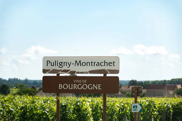 stock image Green vineyards around Puligny-Montrachet village, wine of Burgundy road sign, France. High quality white dry wine making from Chardonnay grapes on grand cru classe vineyards