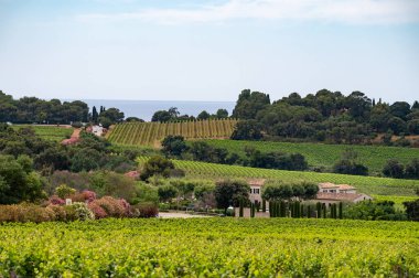 Fransız Riviera manzarası, tepeler, evler ve yeşil üzüm bağları Cotes de Provence, Saint-Tropez yakınlarındaki gül şarabı üretimi, Gassin, Pampelonne plajı, Var, Fransa yazın