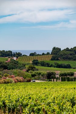 Fransız Riviera manzarası, tepeler, evler ve yeşil üzüm bağları Cotes de Provence, Saint-Tropez yakınlarındaki gül şarabı üretimi, Gassin, Pampelonne plajı, Var, Fransa yazın