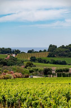 Landscape of French Riviera, view on hills, houses and green vineyards Cotes de Provence, production of rose wine near Saint-Tropez, Gassin, Pampelonne beach, Var, France in summer clipart