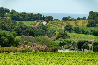 Fransız Riviera manzarası, tepeler, evler ve yeşil üzüm bağları Cotes de Provence, Saint-Tropez yakınlarındaki gül şarabı üretimi, Gassin, Pampelonne plajı, Var, Fransa yazın