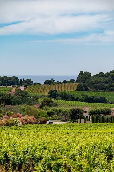 stock image Landscape of French Riviera, view on hills, houses and green vineyards Cotes de Provence, production of rose wine near Saint-Tropez, Gassin, Pampelonne beach, Var, France in summer
