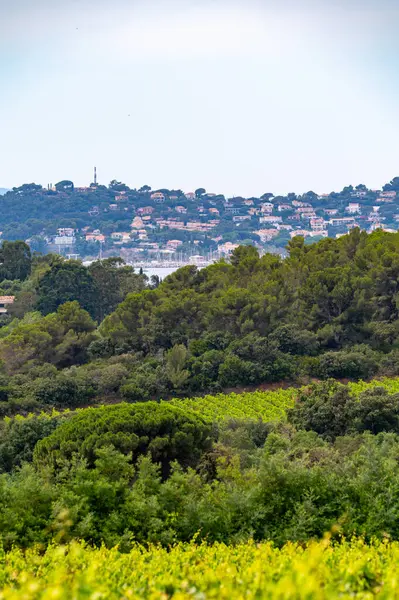 stock image Landscape of French Riviera, view on hills, houses and green vineyards Cotes de Provence, production of rose wine near Saint-Tropez, Gassin, Pampelonne beach, Var, France in summer