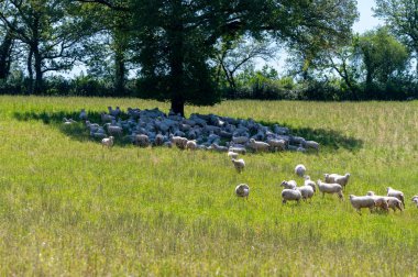 Perigord Limousin Bölgesel Doğal Parkı, Dordogne, Fransa 'da ilkbaharda otlayan koyunlu yeşil çayırlar, doğa manzarası