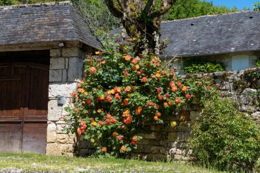 Fransa 'nın küçük turistik köyü Gerberoy' un dar sokaklarında kokulu güllerin yaz çiçekleri.