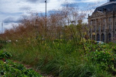 Kentsel bahçe tasarımı, yazın renkli kır çiçekleri, büyük şehirde arılara elverişli çevre, Fransa 'nın Garonne nehri üzerindeki Bordeaux' nun kabartması.