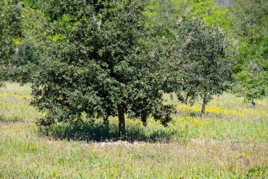 Sarlat-la-Caneda yakınlarındaki yer mantarı çiftliği, kara kış yer mantarı, Tuber melanosporumu, meşe tarlası, kışın meşe ağaçlarıyla tarlalarda mantar avı.