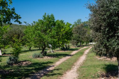 Sarlat-la-Caneda yakınlarındaki yer mantarı çiftliği, kara kış yer mantarı, Tuber melanosporumu, meşe tarlası, kışın meşe ağaçlarıyla tarlalarda mantar avı.