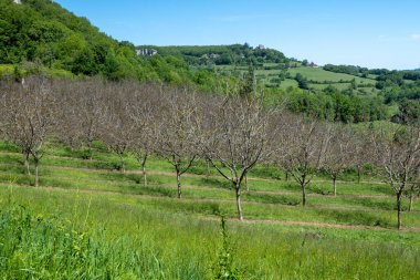 Mayıs ayında Perigord Limousin Bölgesel Doğal Parkı, Dordogne, Fransa 'da yüksek kaliteli PDO sertifikalı ceviz ağaçları yetiştirilmesi