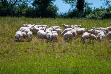 Perigord Limousin Bölgesel Doğal Parkı, Dordogne, Fransa 'da ilkbaharda otlayan koyunlu yeşil çayırlar, doğa manzarası