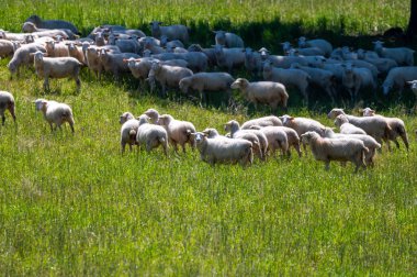 Perigord Limousin Bölgesel Doğal Parkı, Dordogne, Fransa 'da ilkbaharda otlayan koyunlu yeşil çayırlar, doğa manzarası