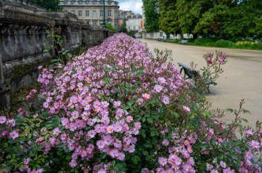 Bordeaux, Fransa 'da güneşli bir günde halk bahçelerinde yetişen pembe gül goncaları..