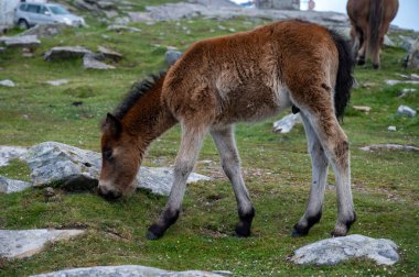 Bask dağları, Fransa ve İspanya sınırında yeşil çayırlarda otlayan at güveci Larrun veya Bask ülkesinde La Rhune dağı.