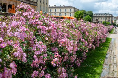 Bordeaux, Fransa 'da güneşli bir günde halk bahçelerinde yetişen pembe gül goncaları..