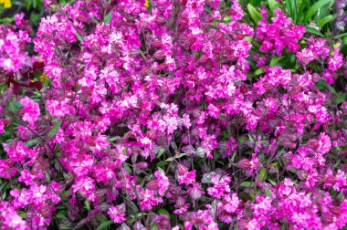 Silene pendula sineğinin pembe çiçekleri bahçede süs bitkileri, arka planda yabani çiçekler.