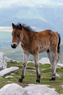 Basque mountains horse pottok grazing on green pasture, Larrun or La Rhune mountain in Basque country, on border of France and Spain countries clipart