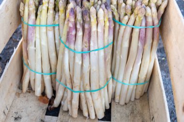 Souillac, Dordogne, Fransa 'daki yerel çiftçi pazarında satılık taze çiğ, pembe kuşkonmaz sebzeleri. Payrignac 'ta yerel üretilen 1 kg deste