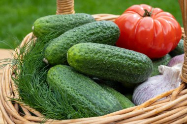 Sebze yetiştiren organik bahçeler, taze yeşil küçük salatalıklar, sarımsak, domates, kırmızı arka planda hasır sepette dereotu.