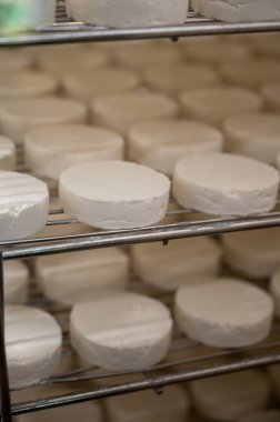 Keçi çiftliğinde peynir yapma süreci, Rocamadour yumuşak keçi AOC peyniri Perigord ve Quercy 'deki çiftlikte üretilen yumuşak kabuklu peynir ayrılış, Fransa, çiftlik ziyareti