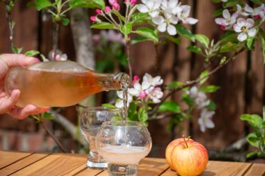 Fransa, Normandiya 'dan gelen soğuk brut elma şırası yağmuru ve güneşli bahar gününde bahçede çiçek açan elma ağacı.