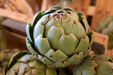 New harvest of fresh ripe green organic artichokes heads on local farmers market in Dordogne, France clipart