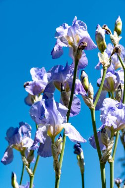 Leylak zambakları, Fransa 'nın güneyinde, Provence' de bahar çiçekleri, mavi gökyüzü ile doğa arka planı