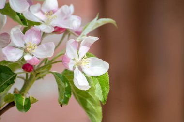 Blossom of apple trees in orchard in april, fruit region Haspengouw in Belgium, close up clipart