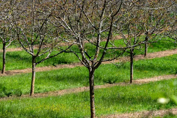 Mayıs ayında Perigord Limousin Bölgesel Doğal Parkı, Dordogne, Fransa 'da yüksek kaliteli PDO sertifikalı ceviz ağaçları yetiştirilmesi