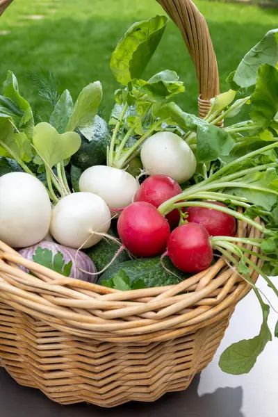 stock image Bio gardening, organic harvest of fresh vegetables, white and red radish roots vegetables in wicked basket and green grass on background, healthy food