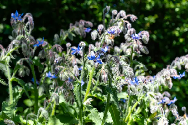 stock image Wild blossom of borago officinalis edible medicinal plant on meadow in sunlights