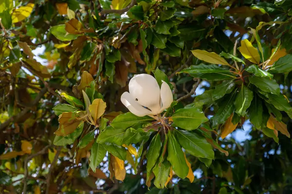 stock image White scented blossom of tropical magnolia grandiflora evergreen tree