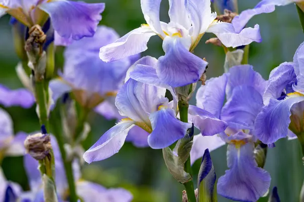 stock image Lilac blue iris flowers, spring blossom of colorful irises in Provence, South of France, nature garden background