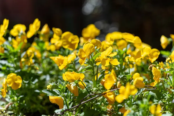 stock image Spring garden works, ornamental yellow flowers of viola plant close up