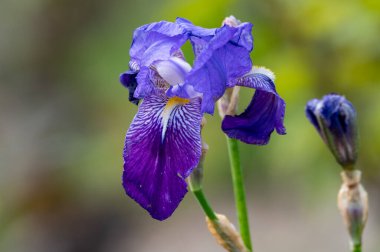 İris çiçekleri, Champange şarap üretim bölgesindeki cru üzüm bağlarında bahar çiçekleri, Verzy, Fransa, doğa geçmişi