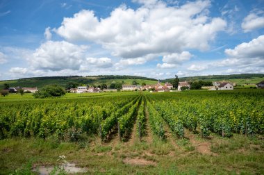 Cote de nuits 'de haçlı ve sıralı Pinot üzümlü yeşil Grand Cru ve başlıca cru üzüm bağları Vosne-Romanee köyü yakınlarındaki Burgundy bölgesinde ünlü kırmızı ve beyaz Burgundy şarabı üretiyor.