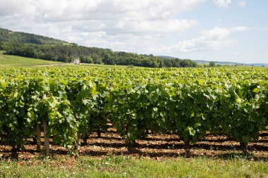 Fransa, Burgundy 'deki Puligny-Montrachet köyünün çevresindeki yeşil üzüm bağları. Grand Cru sınıfı üzüm bağlarında Chardonnay üzümlerinden yapılan kaliteli beyaz şarap.