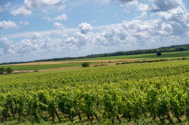 Fransa, Burgundy 'deki Puligny-Montrachet köyünün çevresindeki yeşil üzüm bağları. Grand Cru sınıfı üzüm bağlarında Chardonnay üzümlerinden yapılan kaliteli beyaz şarap.