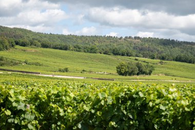 Fransa, Burgundy 'deki Puligny-Montrachet köyünün çevresindeki yeşil üzüm bağları. Grand Cru sınıfı üzüm bağlarında Chardonnay üzümlerinden yapılan kaliteli beyaz şarap.