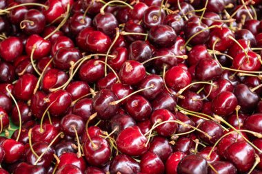 Sisteron, Provence, Fransa 'daki çiftçi pazarında taze taze, koyu kırmızı kiraz meyvesi hasadı.