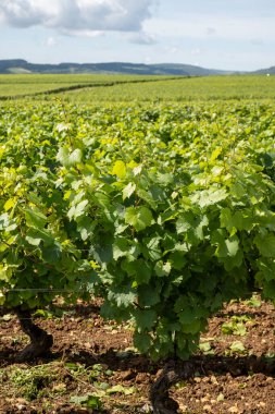 Fransa, Burgundy 'deki Puligny-Montrachet köyünün çevresindeki yeşil üzüm bağları. Grand Cru sınıfı üzüm bağlarında Chardonnay üzümlerinden yapılan kaliteli beyaz şarap.