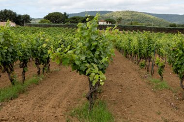 Fransa 'nın güneyinde Saint-Tropez ve Gassin yakınlarındaki üzüm bağlarında sıralanmış şarap üzümleri, gül şarabı yapımı, cru sınıfı