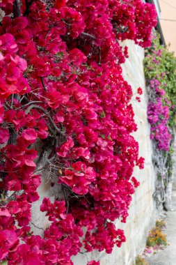 Liguria, İtalya 'da şehir duvarında büyüyen parlak pembe Bougainvillea bitki çiçekleri, kentsel manzara tasarımı