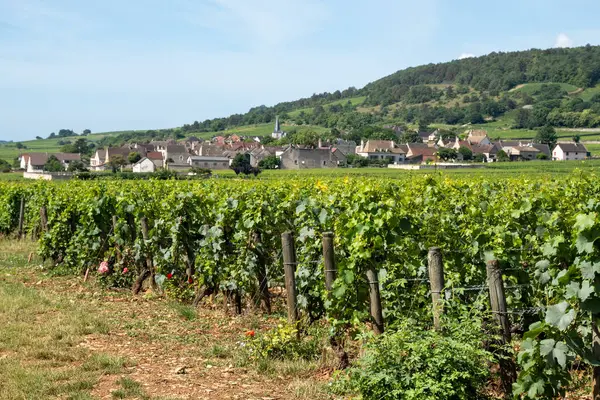 stock image Green vineyards around Puligny-Montrachet village, Burgundy, France. High quality white dry wine making from Chardonnay grapes on grand cru classe vineyards