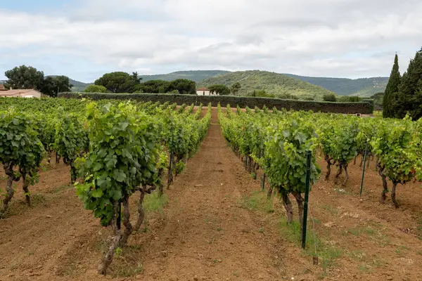 stock image Rows of wine grapes plants on vineyards in south of France near Saint-Tropez and Gassin, rose wine making, cru class